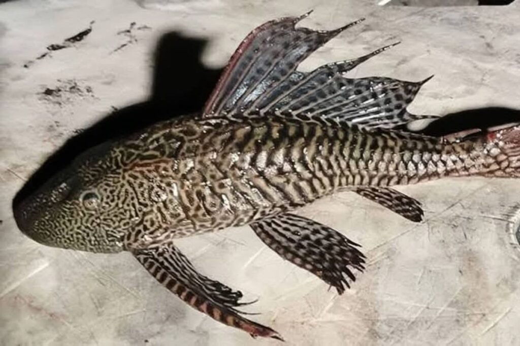El pez diablo en Bacalar ya se reproduce y pone en riesgo la laguna. ¡Evita que se propague y repórtalo a ECOSUR de inmediato!