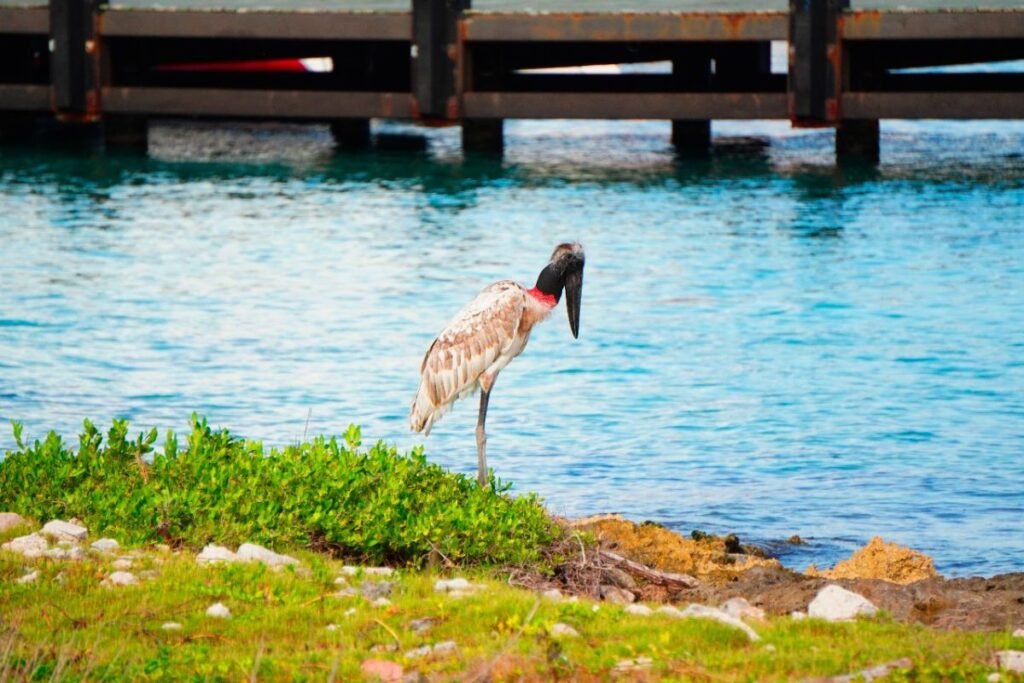 La Cigüeña Jabirú en Cozumel fue vista por primera vez en la isla y causó revuelo, pues es un ave en peligro de extinción