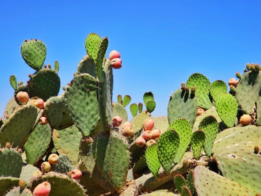 baba del nopal